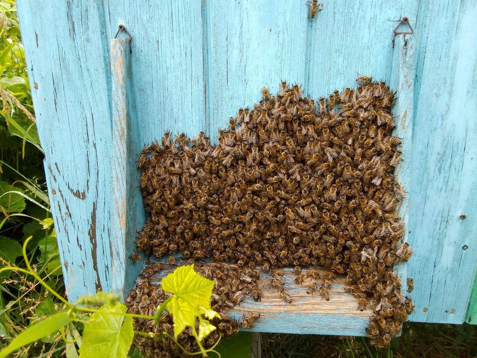 Odkłady pszczele pszczoły wysyłka