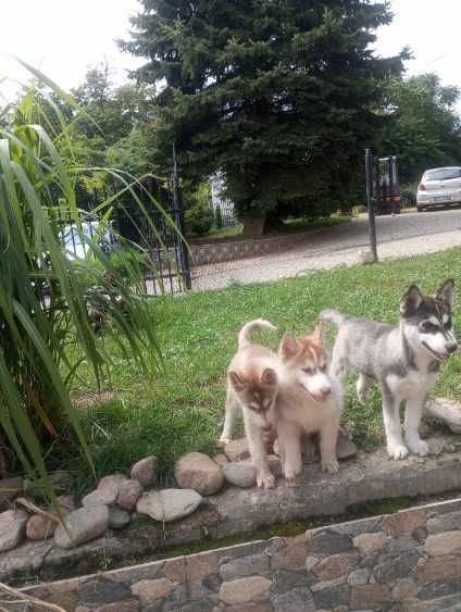 Szczeniaki syberian husky z Rodowodem
