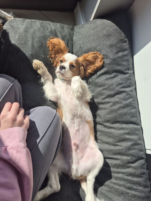 Cavalier king Charles spaniel
