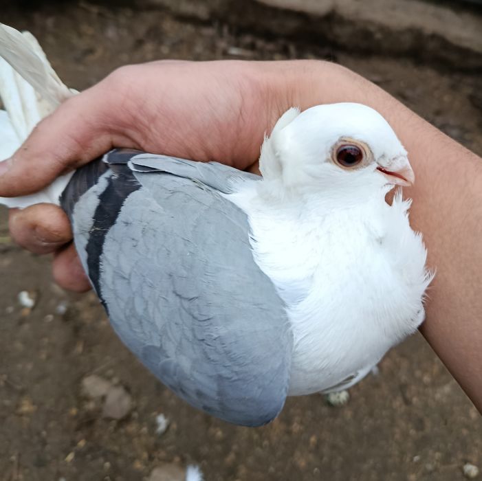 Sprzedam gołębie ozdobne RÓŻNE i pocztowego !!!