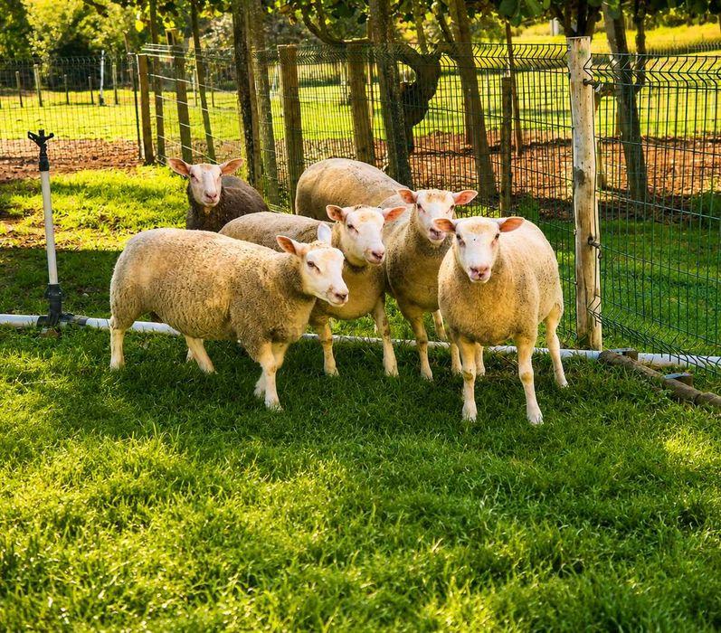 Borregas Texel Puras