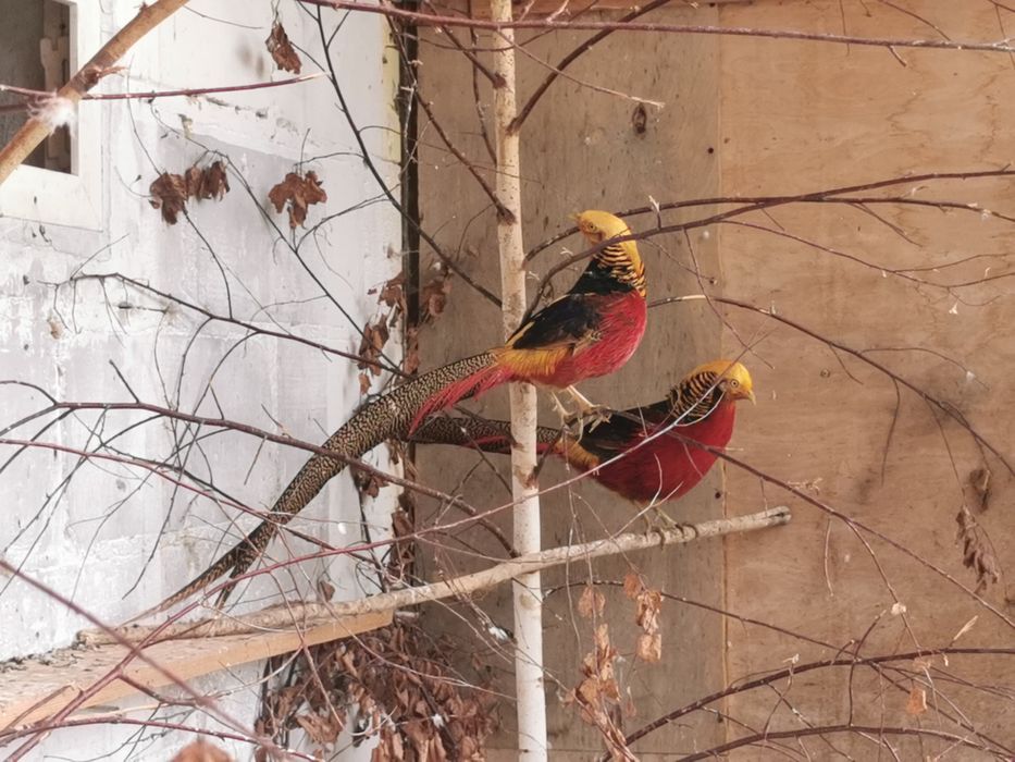 Bażant złoty bażanty samce  2024r