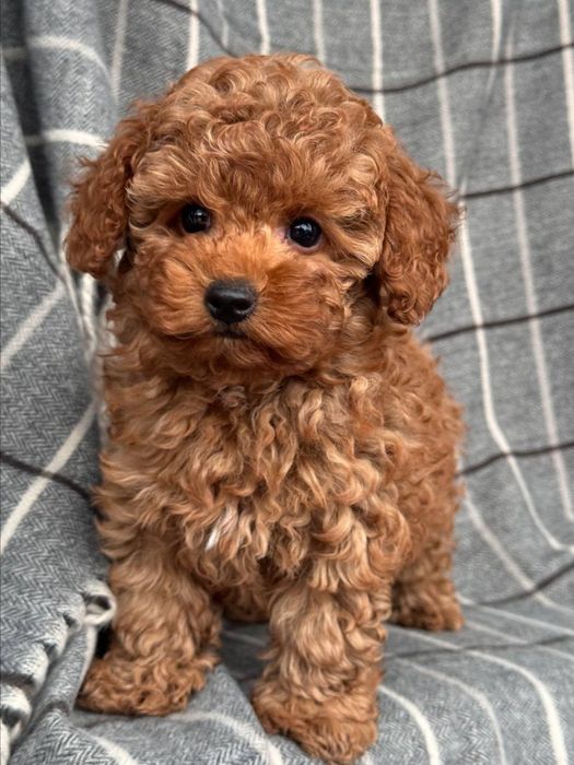 Мальчик тедди мишка мальтипу ф2 ред браун