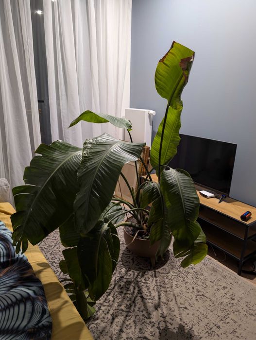 Strelitzia nicolai 150cm