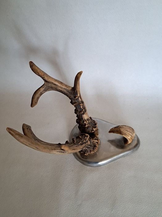 Рога козлика на подставке