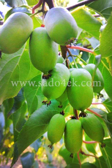 1-2-3-4летние саженцы актинидии ( мини-киви), жимолости, голубики и тд