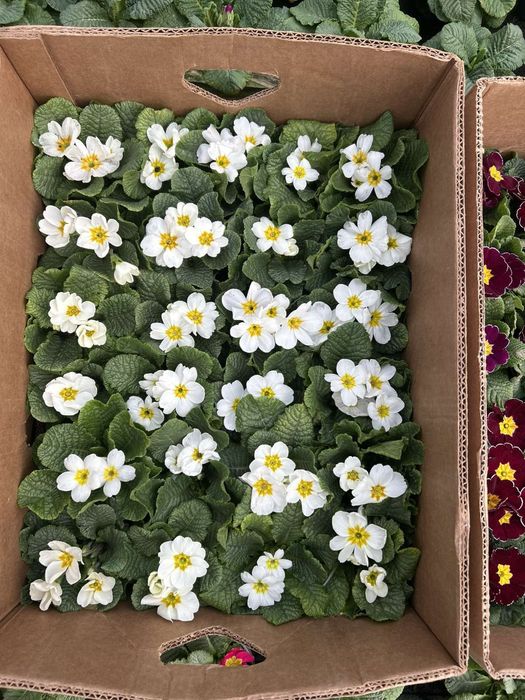 Примала в наявності стаканчик F10