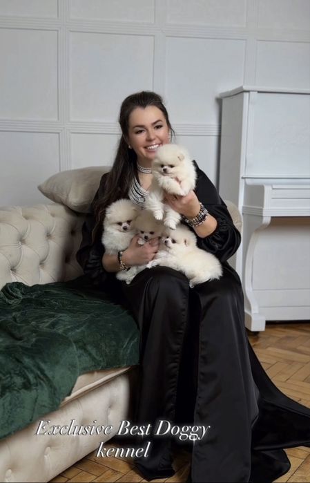 Цуценята померанські шпіци. SUPER VIP в типі ведмедик з документами