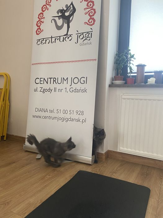 Niebieski dymny kocurek Maine Coon