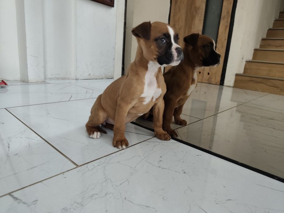 Bokser z Rodowodem gotowe do odbioru