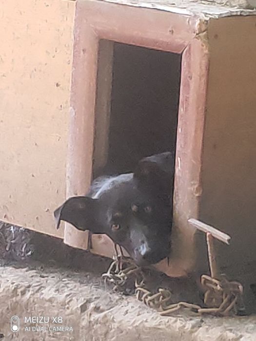 В добрі руки(до діток відноситься люблячи) чекаємо