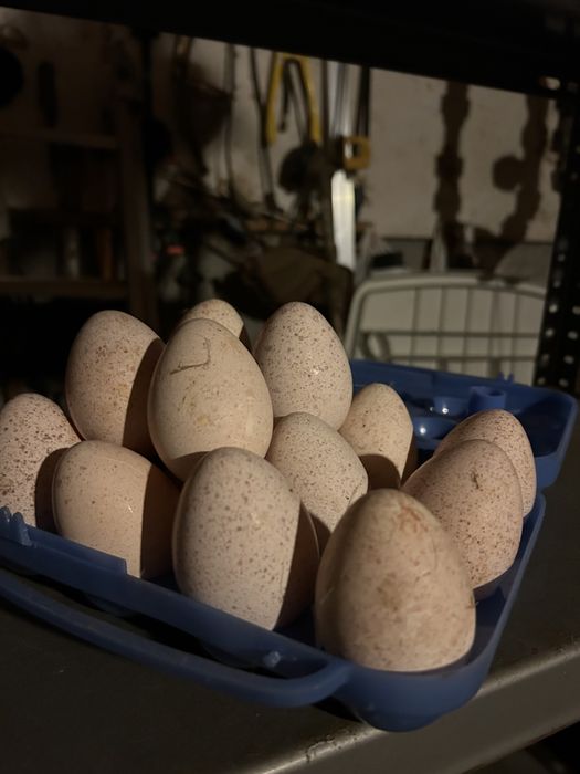 Ovos galados de peruas pretas e royal