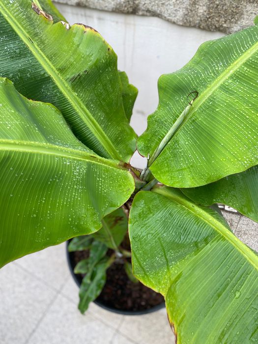 Bananeira „Musa Dwarf Cavendish“ com 3 rebentos