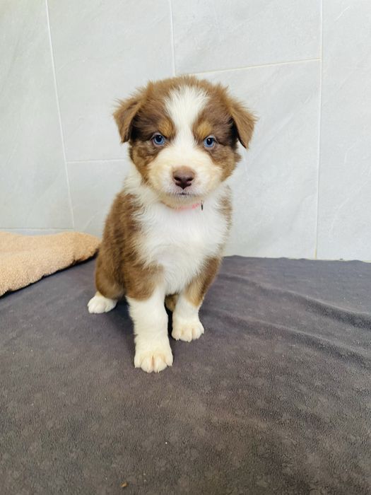 Pastor australiano com olhos azuis