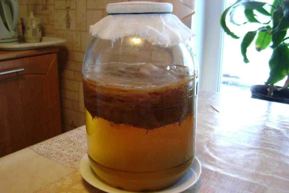 Продам чайний гриб (комбуча) для здоров'я і схуднення