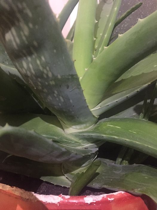 Алоє вера лікувальний, домашній