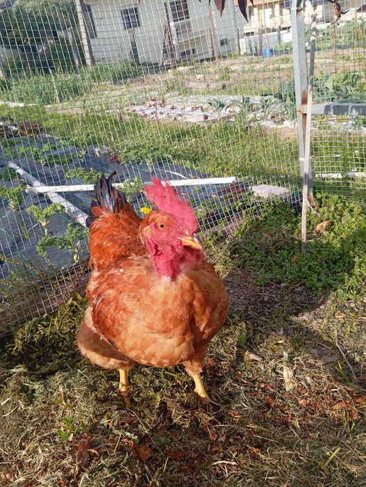 Galo novo para venda