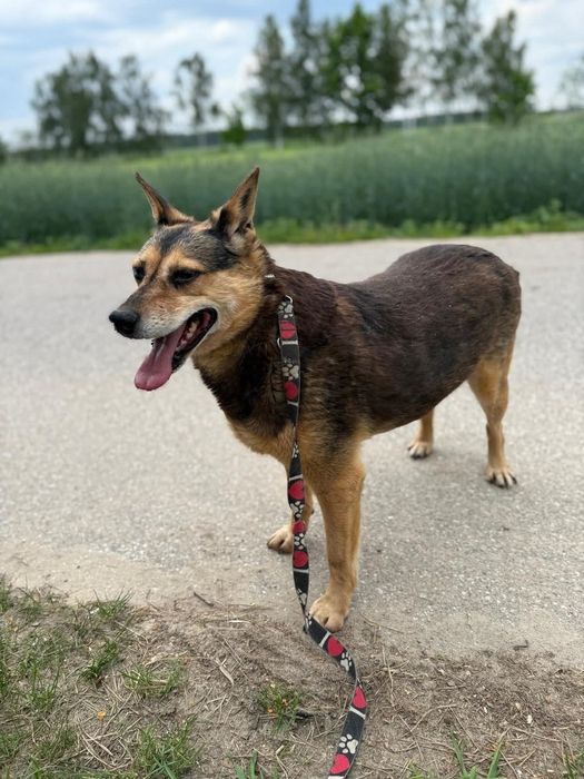 Nieśmiała Miranda poleca się do adopcji