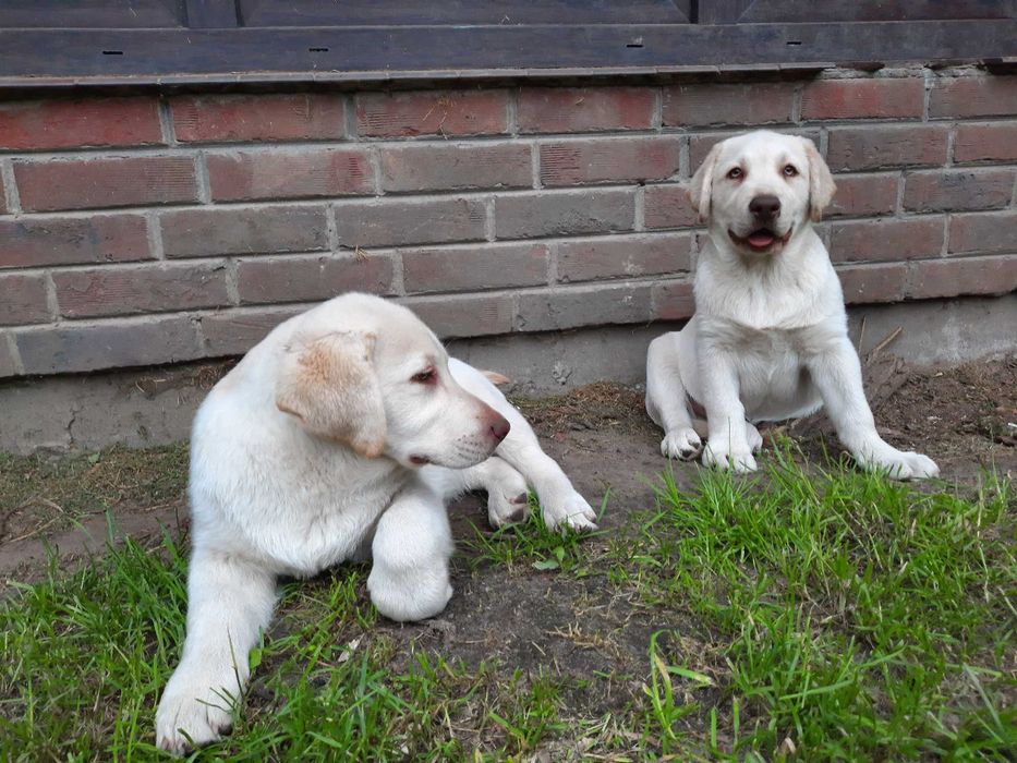 Labrador Retriever żółty piesekZKwP  ,FCI