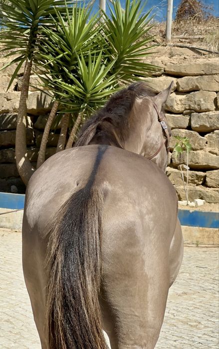 Poldro Lusitano Puro - Potro Bay Blue book Complet Ortigao coast lines