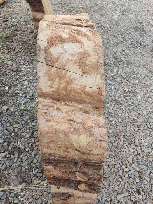 Plastry bukowe duże.