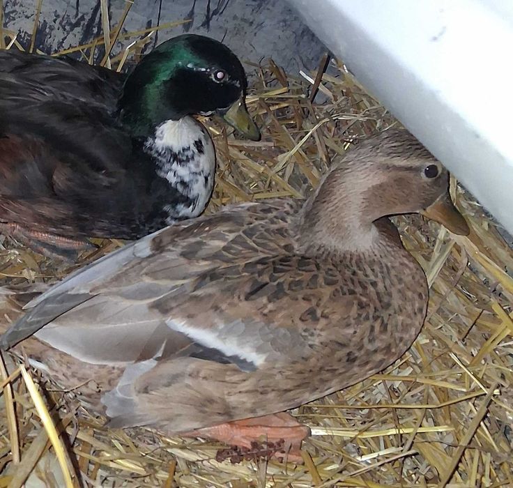 Zamienie Call duck parka sprzedam