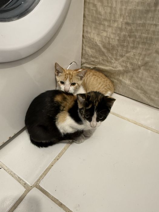 Gatos para adoção responsável