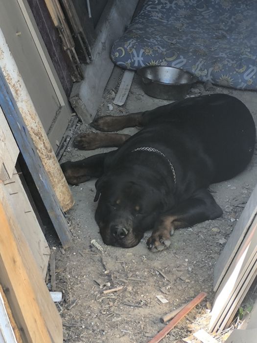 Продам щенки ротвейлера(БРОНЬ)