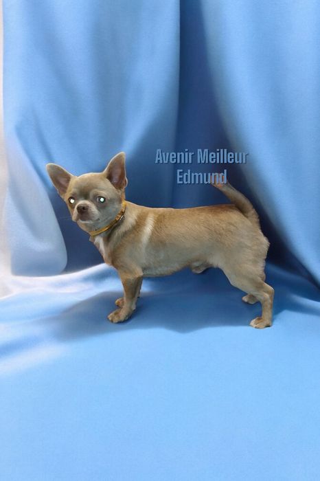 Ліловий "Лімон"для в'язки, чіхуа, FCI