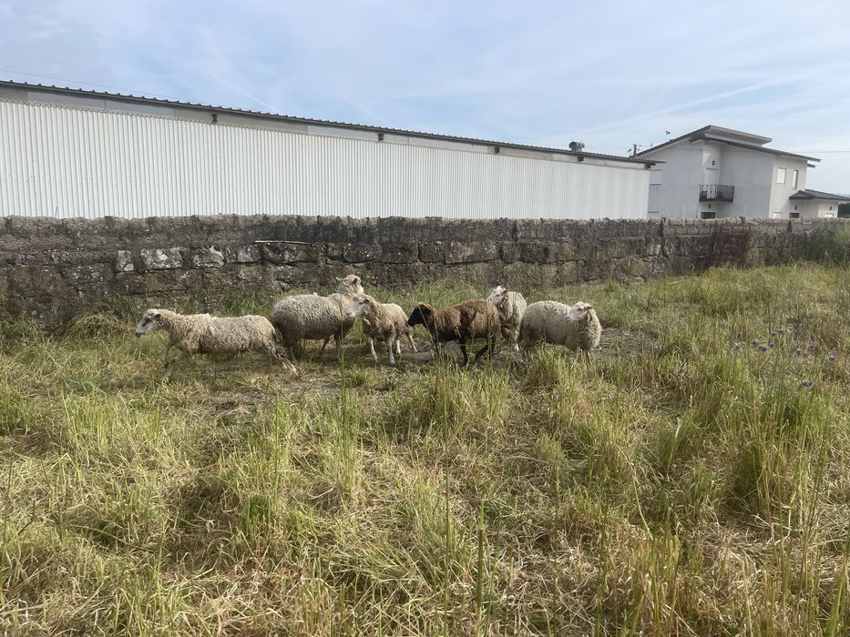 Vendo  6 ovelhas