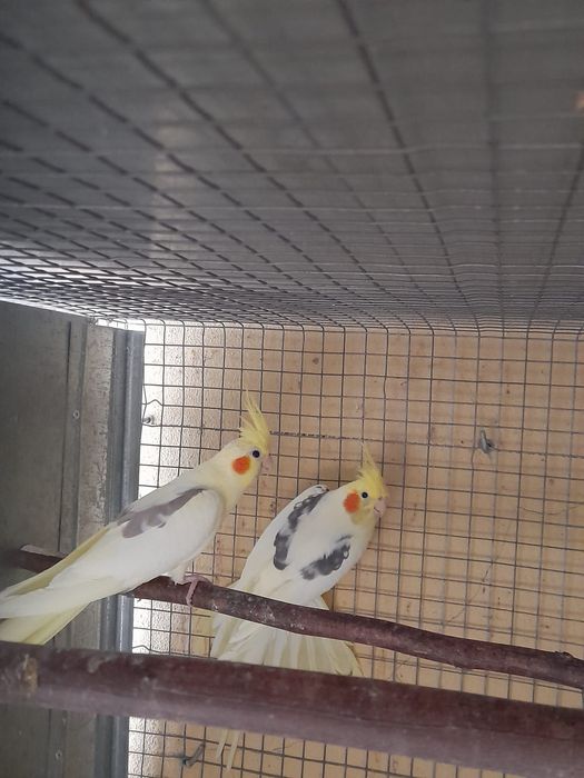 Caturra para criar á mão