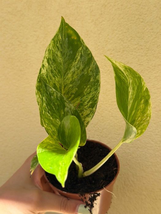 Planta Pothos Marble Queen