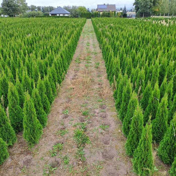 Tuja Szmaragd wys. 220 cm  Producent