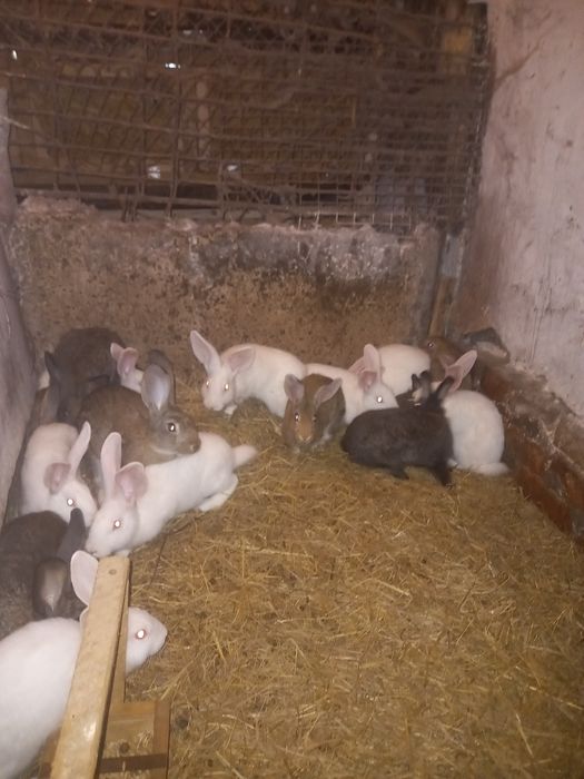Продам різновозрастних кроликів,взрослі самці,самки з кроленятами.