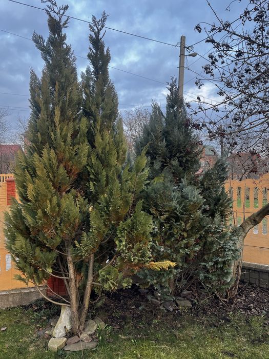 Продаю туї великі