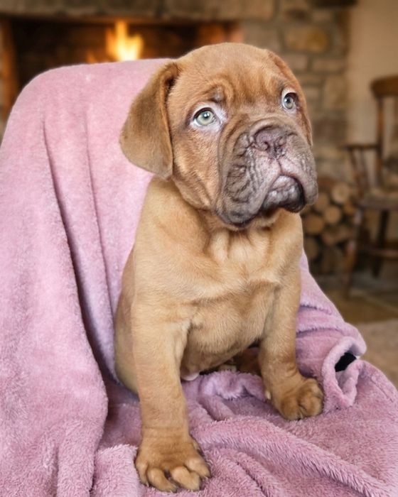 Dogue de Bordeaux  dziewczynka