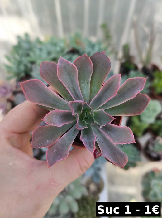 Suculentas lindas: echeverias, aeonium, variegata etc