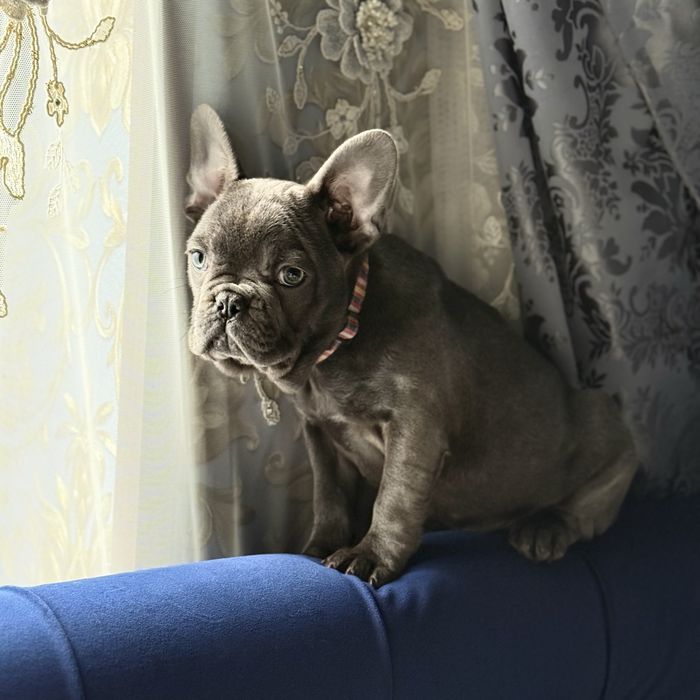 Французкая девочка ищет себе семью:)