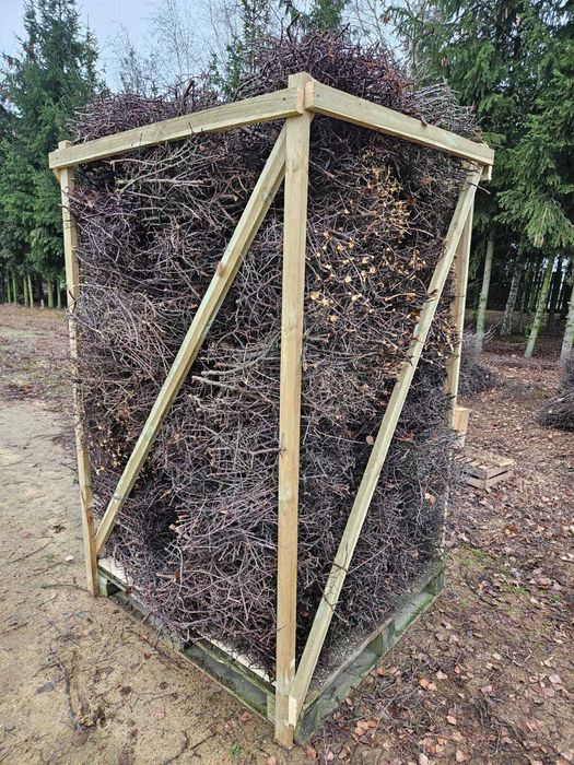 dzika śliwa tarnina tężnia