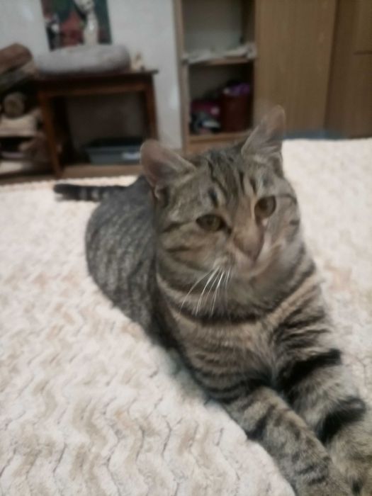 Таббі, мила кішечка, кошеня.