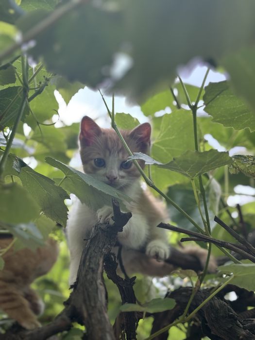Віддам кошенят у добрі руки