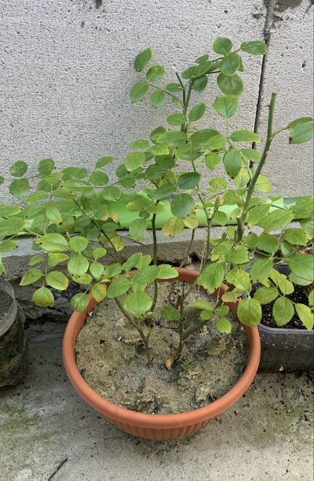 Плетиста Троянда