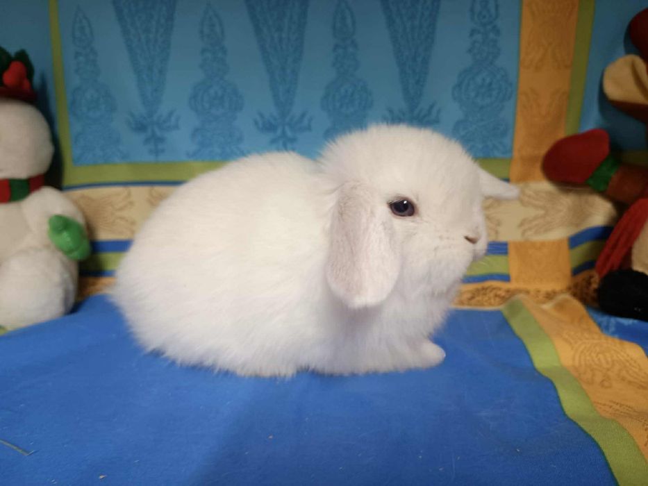 Sprzedam króliczki mini loop mini lop niebieskookie białe puchate