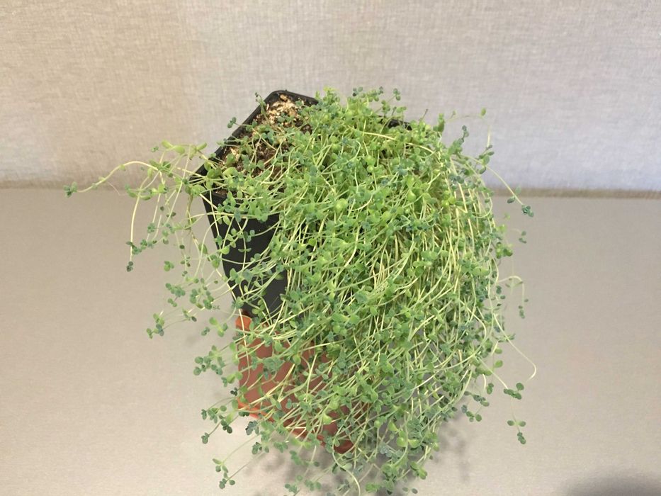 Очиток седум сукулент