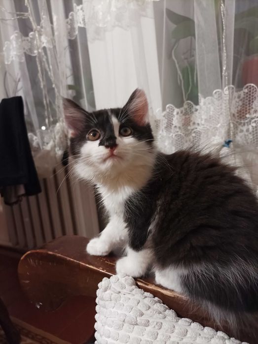 Тварини котики...