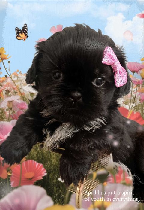 Czarna suczka rasy Shih-Tzu już do odbioru