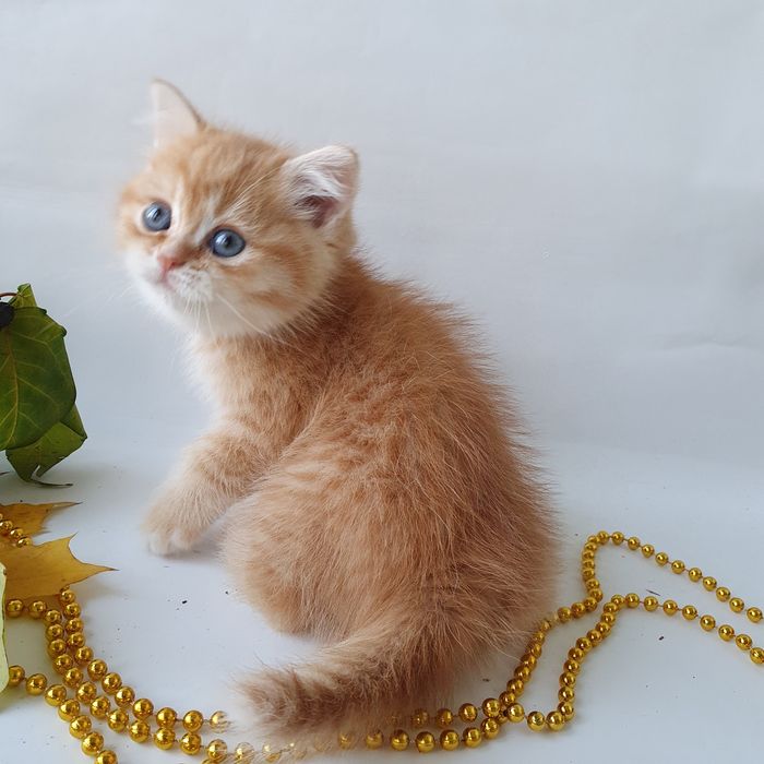 Котики, кошечки, котята. Если в доме нет котодеток тогда в нем скукота