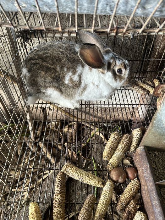 Coelhos cruzados de borboleta com gigantes
