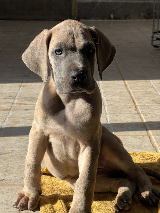 Dogue alemao Isabela