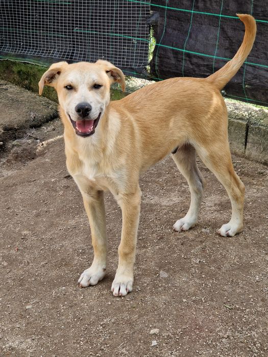MANCHINHAS - Cãozinho para Adoção!